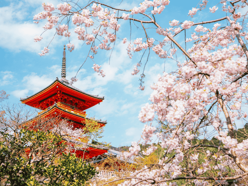 Tempel in Kyoto mit Kirschblüten
