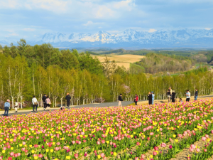 Blumenfelder der Shikisai-no-oka Farm bei Furano
