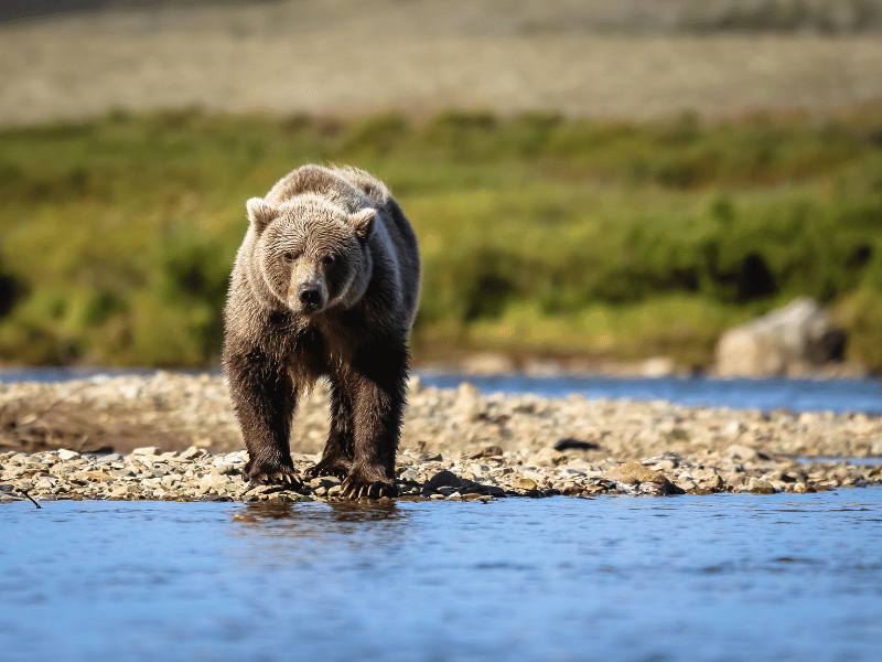 Braunbär auf Hokkaido