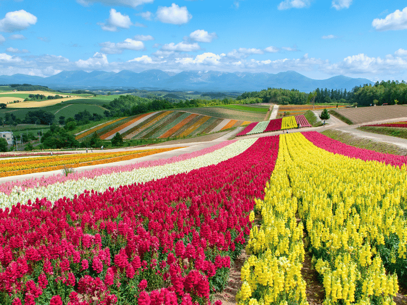 Bunte Blumenfelder auf Hokkaido