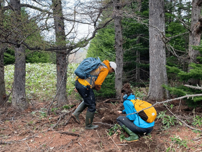 Guide gibt Erklärungen bei Naturwanderung in Shiretoko, Hokkaido