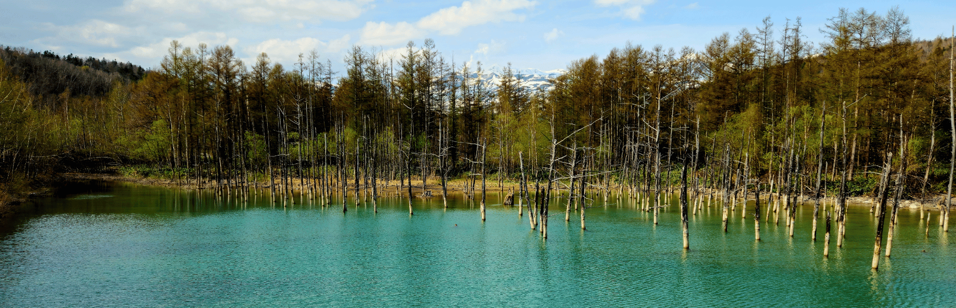 Blue Pond bei Biei, Hokkaido