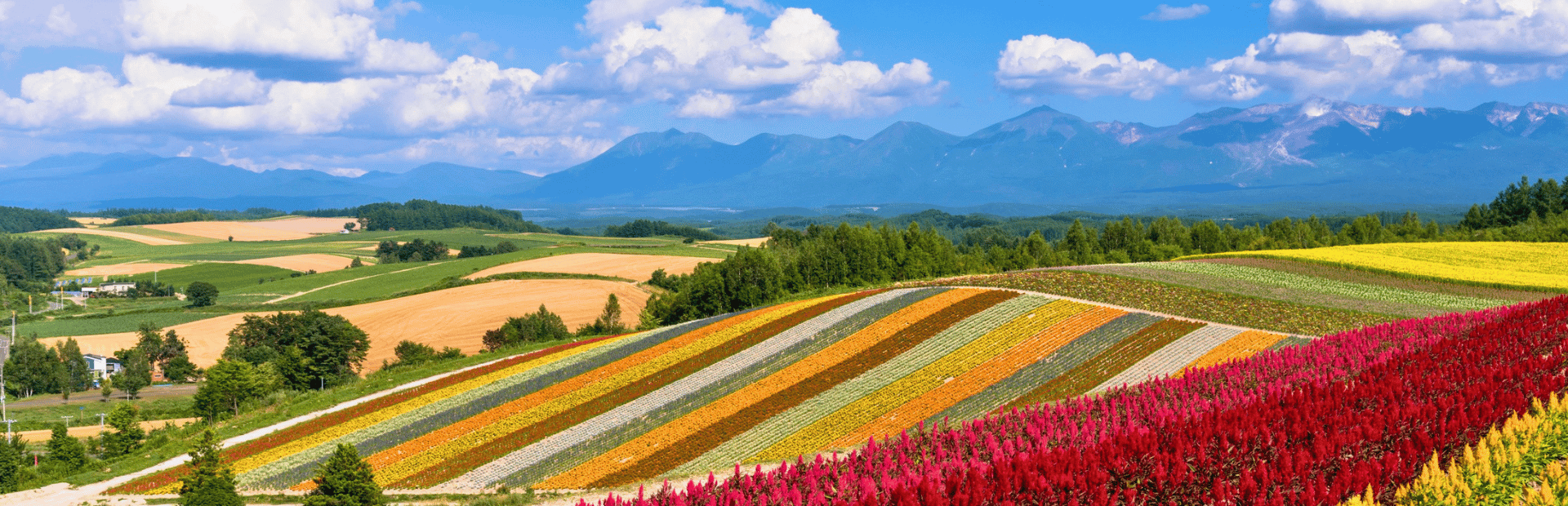 Bunte Blumenfelder auf Hokkaido, Japan