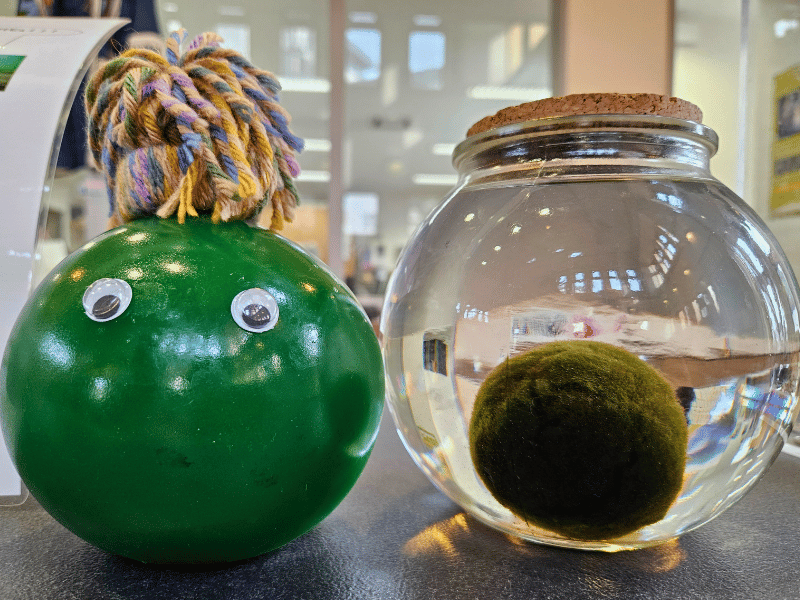 Marimo am Lake Akan, Hokkaido