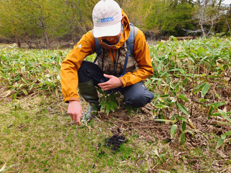 Guide bei Naturwanderung in Shiretoko, Hokkaido