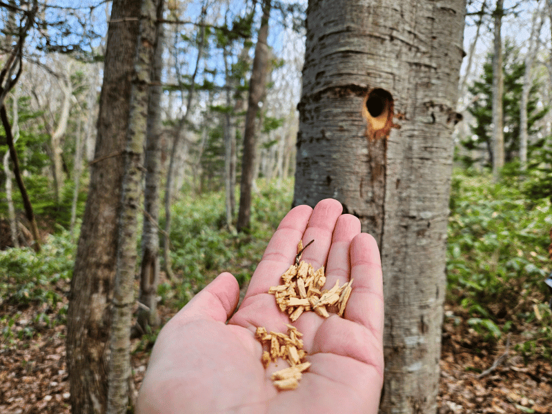 Naturwanderung in Shiretoko, Hokkaido