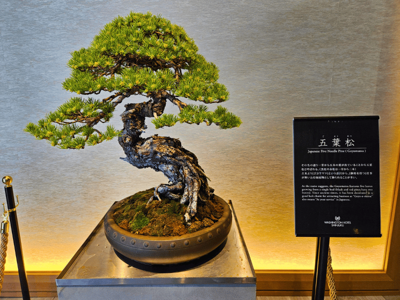 Bonsai im Tokio Hotel