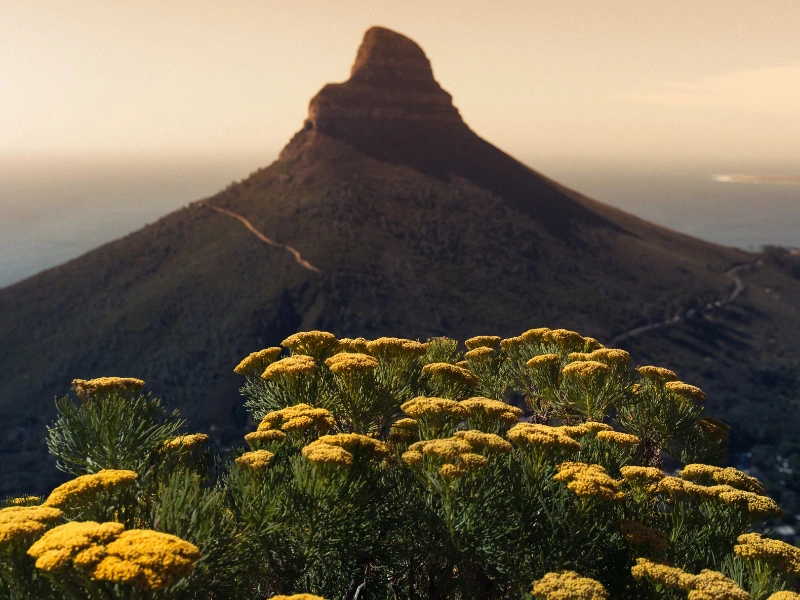 Lions Head in Kapstadt Südafrika