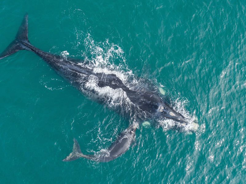 Wal mit Kind bei Hermanus