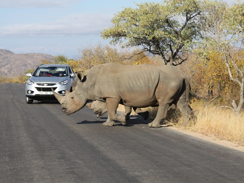 Nashorn auf den Straßen