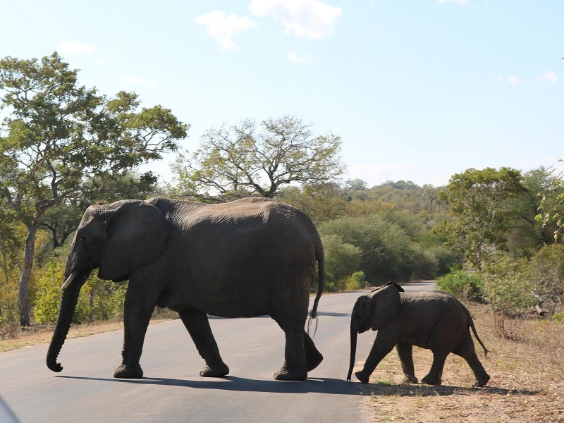 Südafrika und Mauritius Safari Kruger-Nationalpark