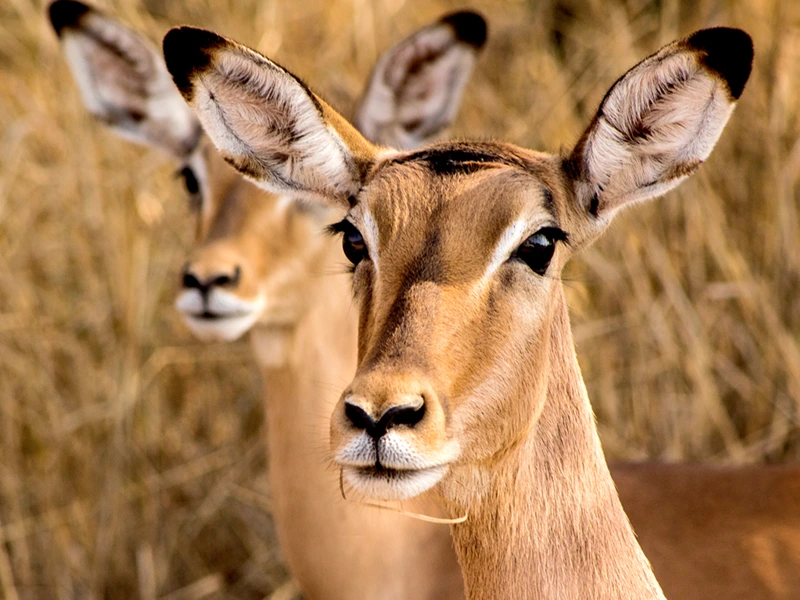 Kruger, Swasiland & Ostküste - Reisebausteine