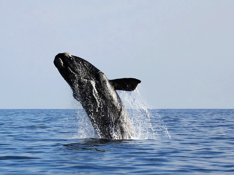 Wal springt aus dem Wasser in Südafrika