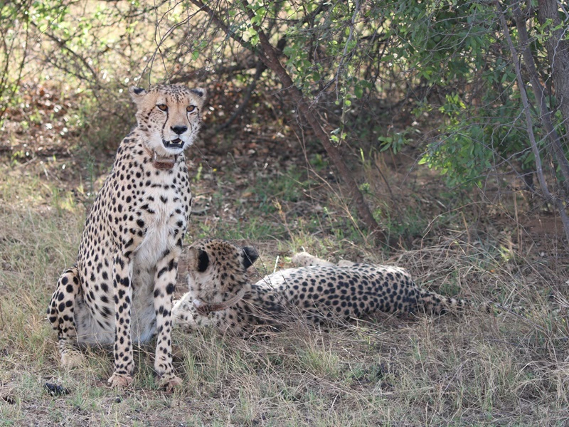 Gepard im Südafrika Nationalpark