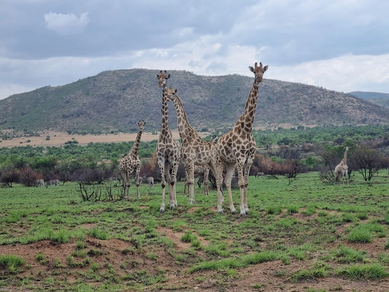 Giraffen in Südafrika Nationalpark