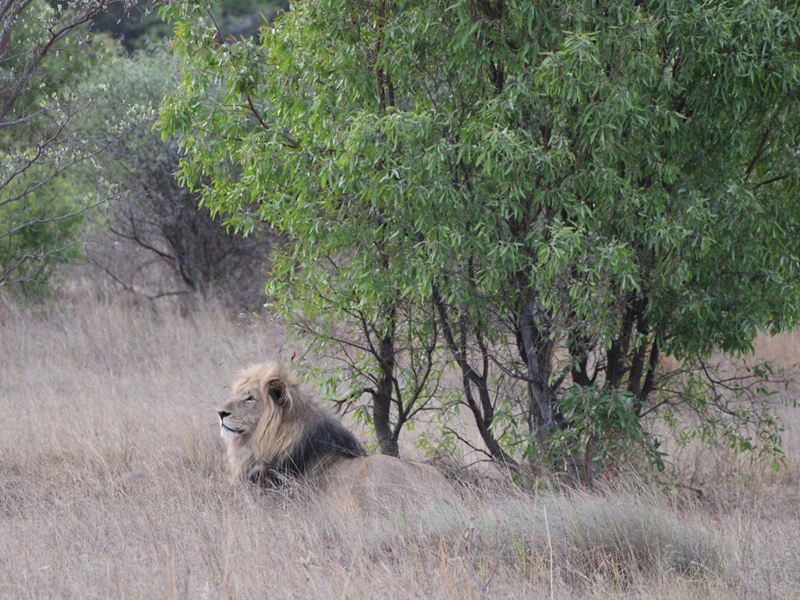 Löwe in Südafrika - Garden Rpute Highlights