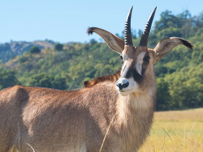 Mlilwane Safari Südafrika