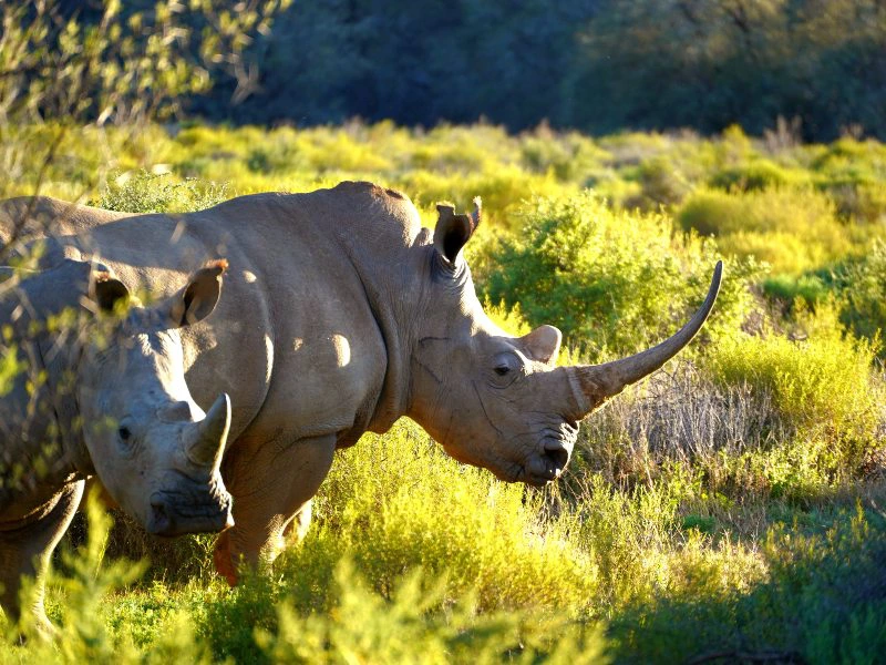 Nashörner auf Safari in Südafrika