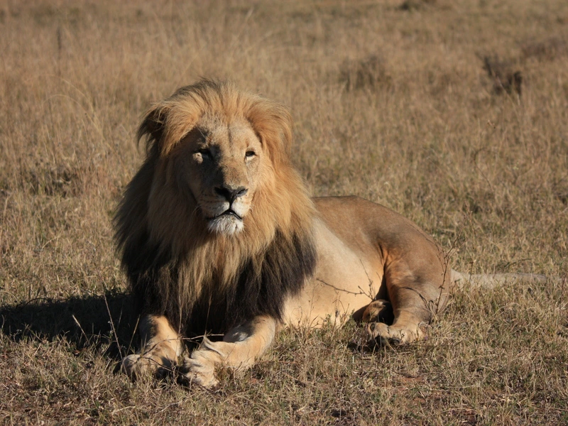 Löwe Südafrika Natur