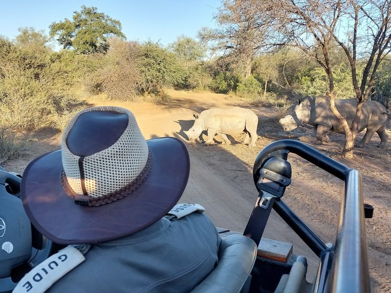 Südafrika Safari Nashorn
