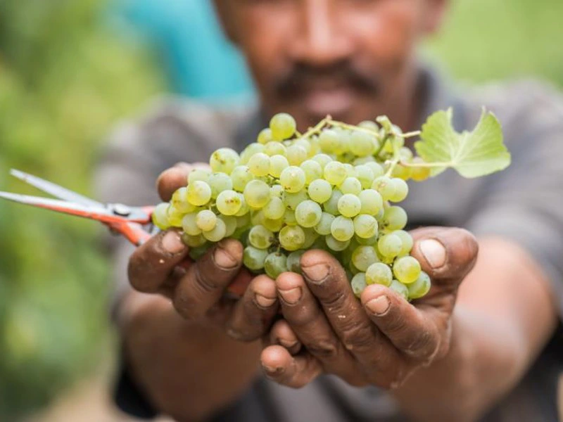 Weinprobe Trauben Südafrika