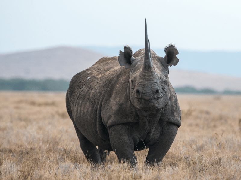 Nashorn im Hluhluwe Nationalpark Südafrika
