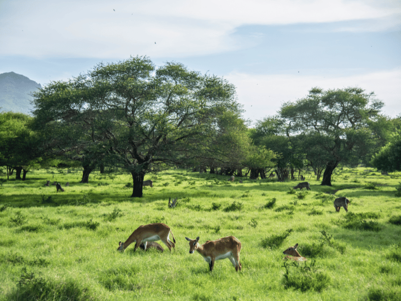 Casela Park auf Mauritius