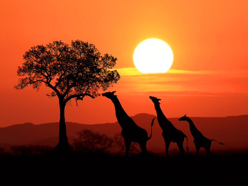 Sonnenuntergang in der Savanna in Südafrika