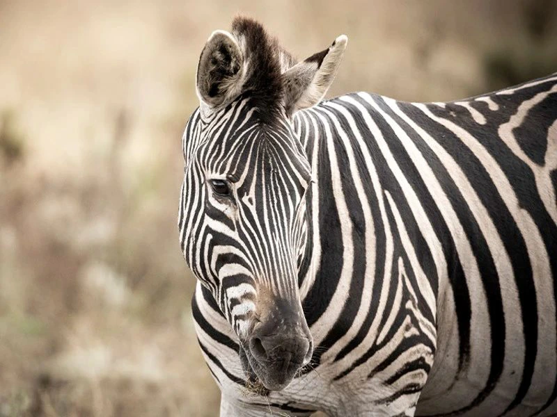 Zebra in Südafrika