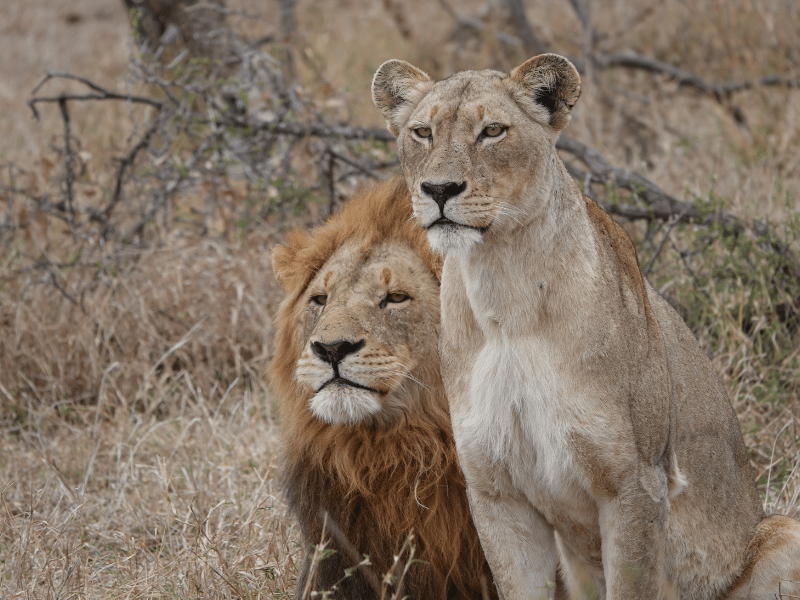 Löwenpaar nebeneinander