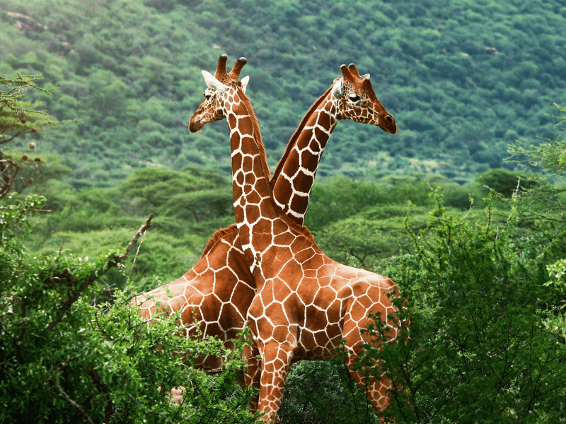 Giraffe