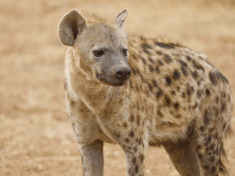 Hyäne