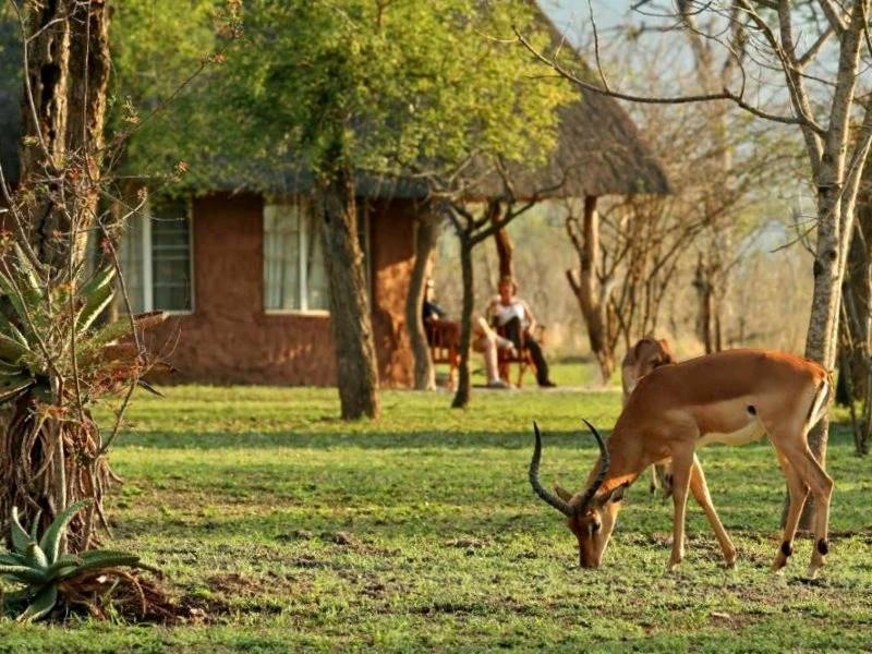 Antilopen im Hlane Nationalpark Eswatini