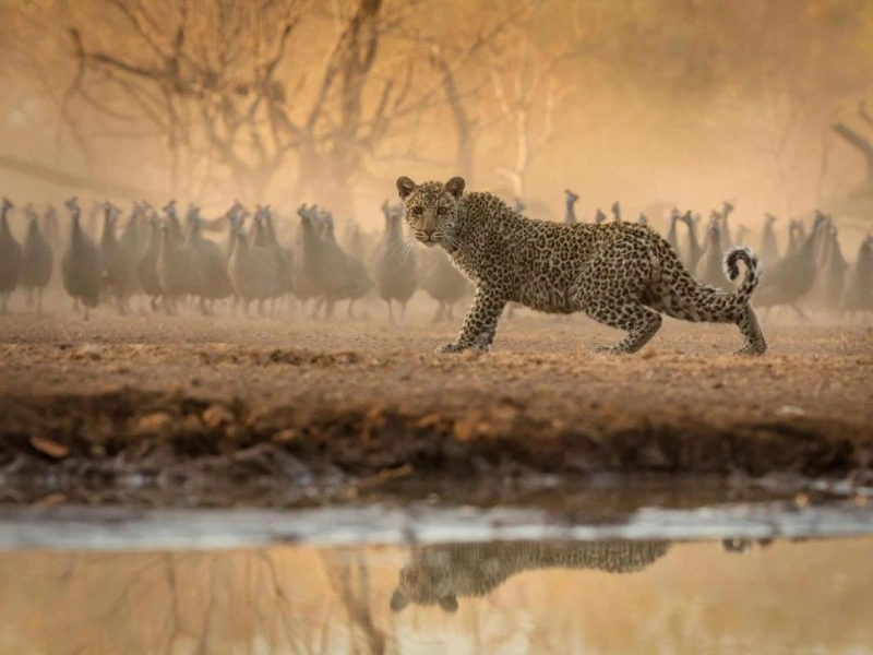 Gepard im Tuli Reservat in Botswana