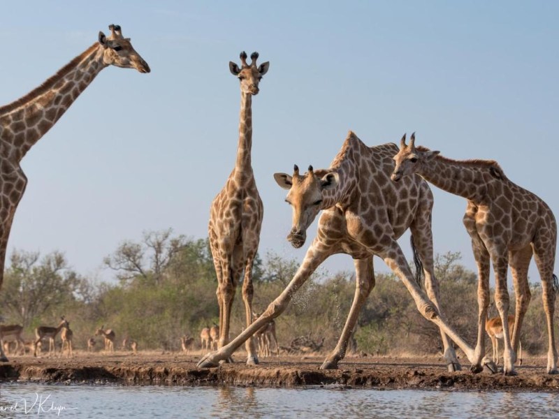 Giraffen im Tuli Game Reserve in Botswana