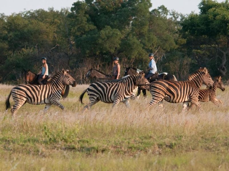 Zebras im Tuli Reservat Botswana