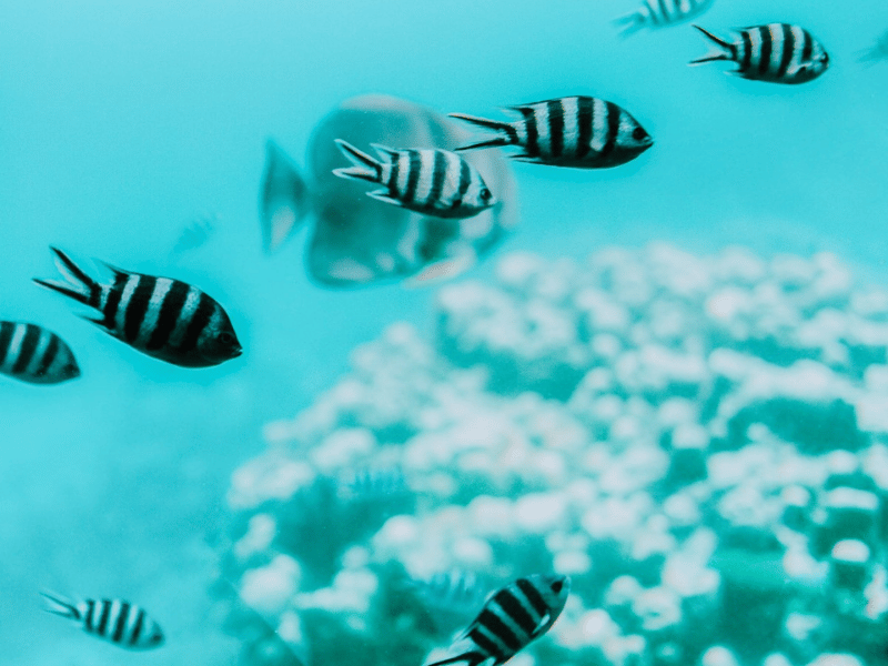 Schnorcheln Riff Safari Mahé Seychellen