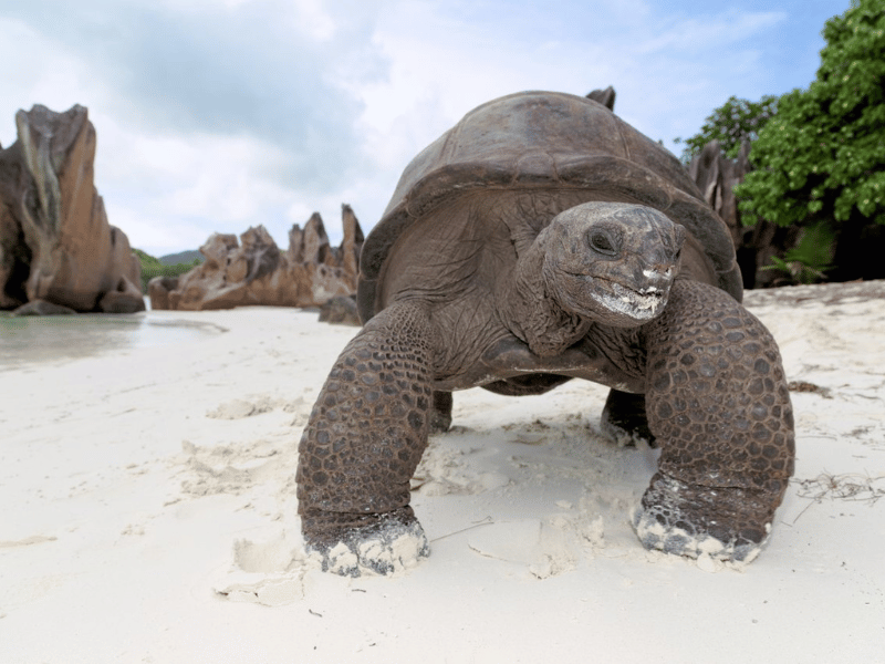 Seychellen Riesenschildkröte Praslin