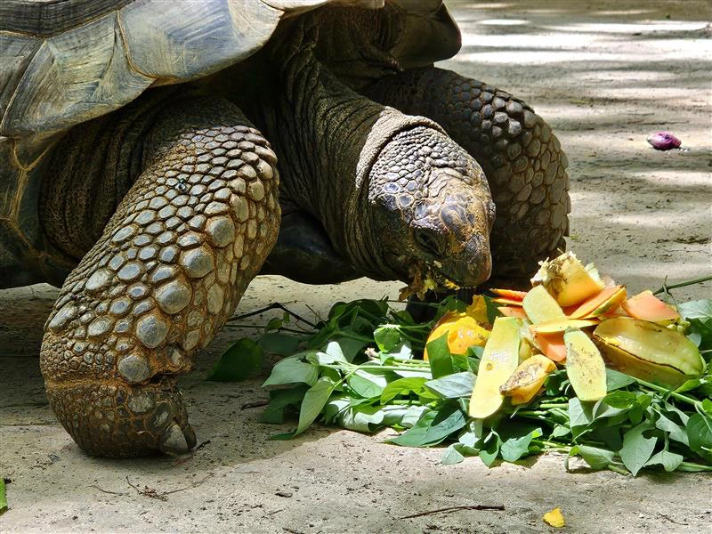 Schildkröte auf den Seychellen