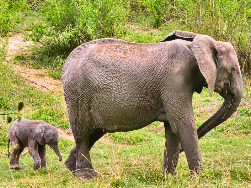 Elefant mit Baby in Sabi Sands in Südafrika