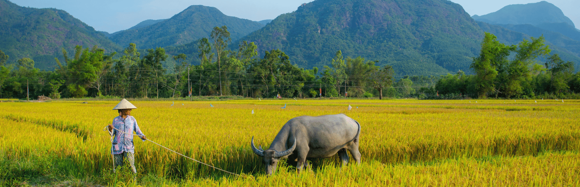Local mit einem Büffel auf einem Reisfeld in Vietnam