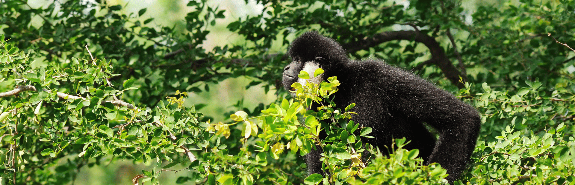 Gibbon in einem Baum im Cat Tien Nationalpark in Vietnam