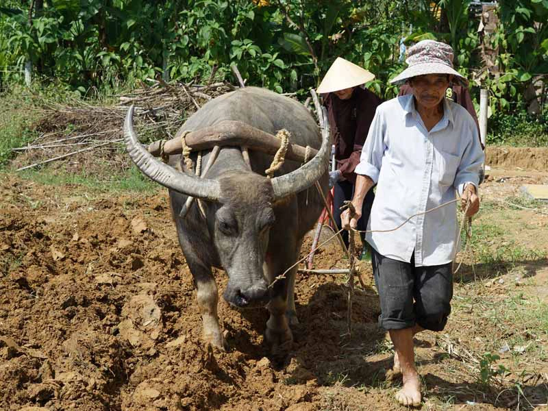 Einheimischer mit Büffel auf Feld in Vietnam