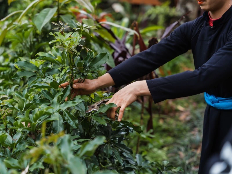 Teeplantage in Ha Giang Vietnam