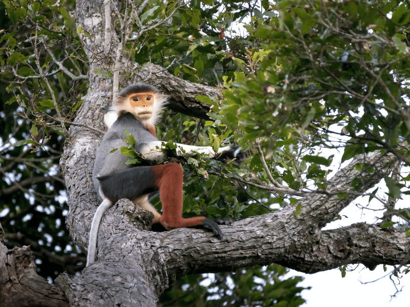 Affe in den Son Tra Bergen in Vietnam