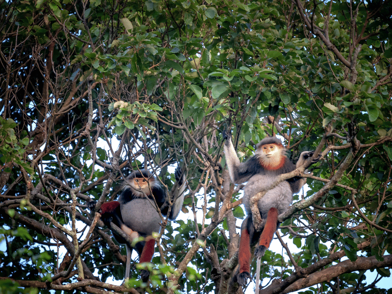 Affen in den Son Tra Bergen in Vietnam