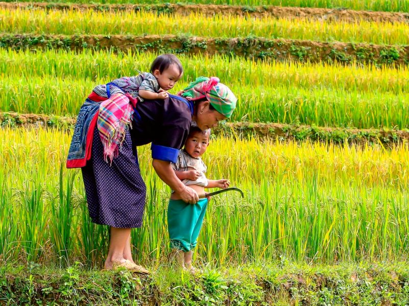 Einheimische Frau mit ihren Kindern auf einem grünen Reisfeld in Nordvietnam