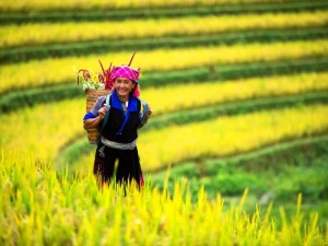 Einheimische Frau auf einem Reisfeld bei Mu Cang Chai in Vietnam