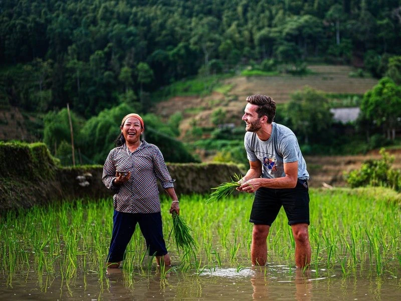 Reisender mit Einheimischen VIetnamesin in den Reisfeldern bei der Ernte in Vietnam