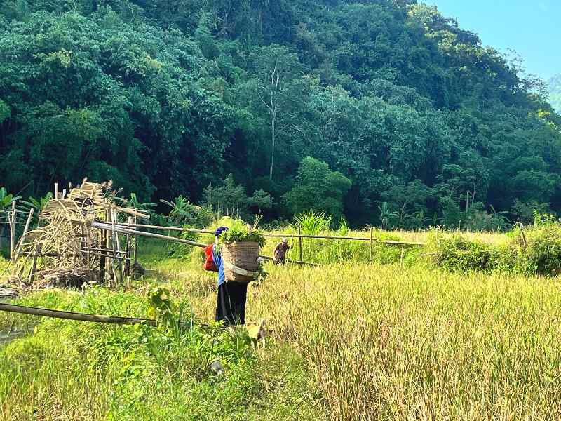 Einheimische bei der Reisernte in Pu Luong